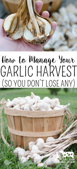 Whether you got a few pounds or a whole bushel, you want to properly cure, sort, manage, and store the garlic so you still have good garlic in the middle of winter. How to Manage your Garlic Harvest (So You Don't Lose Any to Bugs or Rot)