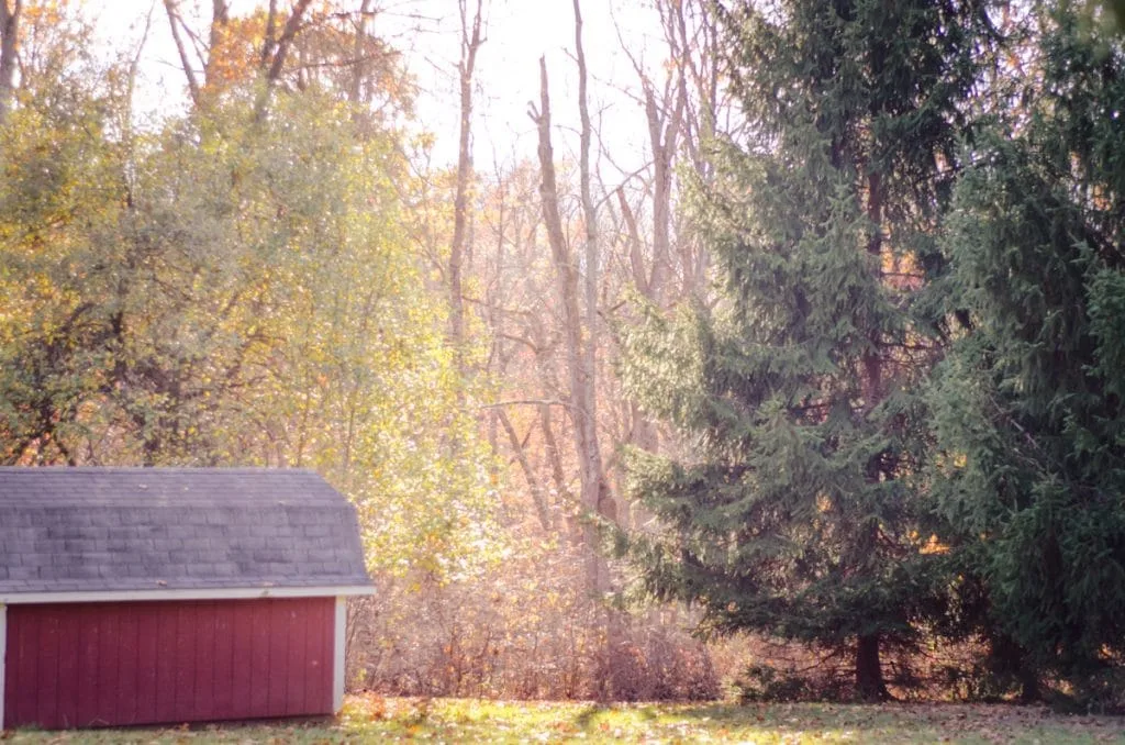 red shed and trees with sun behind them