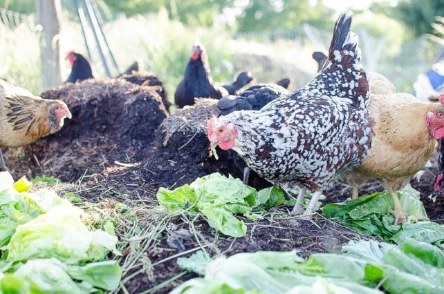 7 Reasons You Need to Keep Homesteading Records