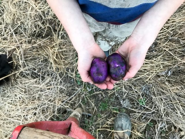 7 Reasons You Need to Keep Homesteading Records