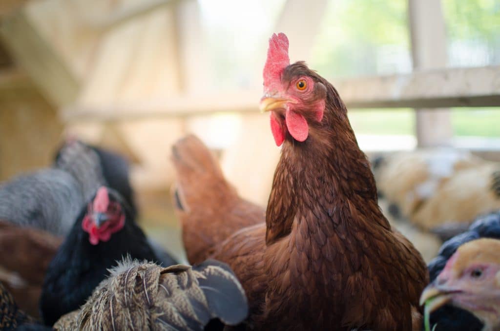 red hen for backyard chicken breed article standing with other chickens