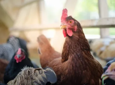 Backyard Chicken Breeds for Beginners