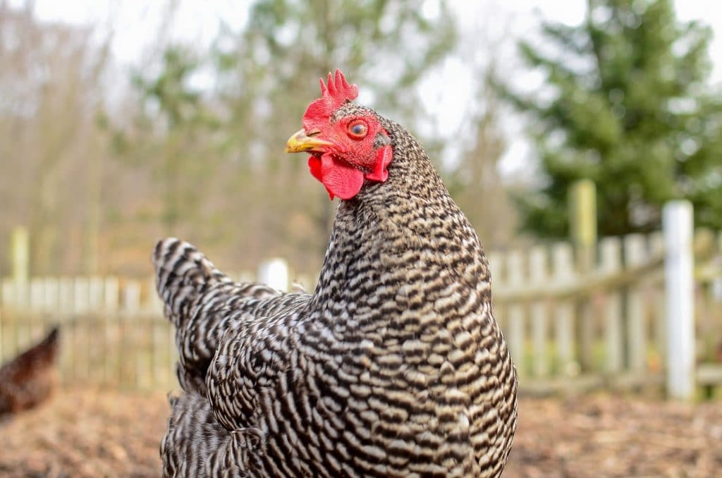 Plymouth barred rock chicken