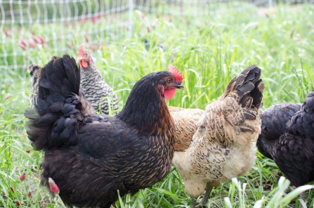 After I started raising backyard chickens, I learned feed isn't cheap! Here are 36 free chicken feed ideas to save money on the chicken feed bill!