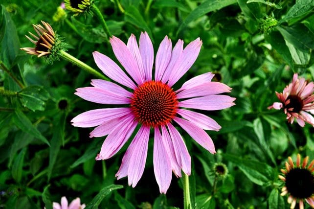 Need a DIY Sore Throat Remedy? Try this soothing natural Echinacea Throat Spray made with the herbal ingredients echinacea purpea, sage tea, and propolis. A mist to the back of your throat brings instant relief!