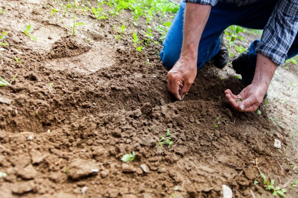 man planting seeds in row in garden