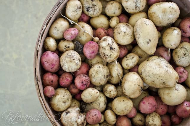 Want to grow enough vegetables to eat fresh and can? Maximize your garden space and increase yields with these 25 gardening tips to grow more in less space!