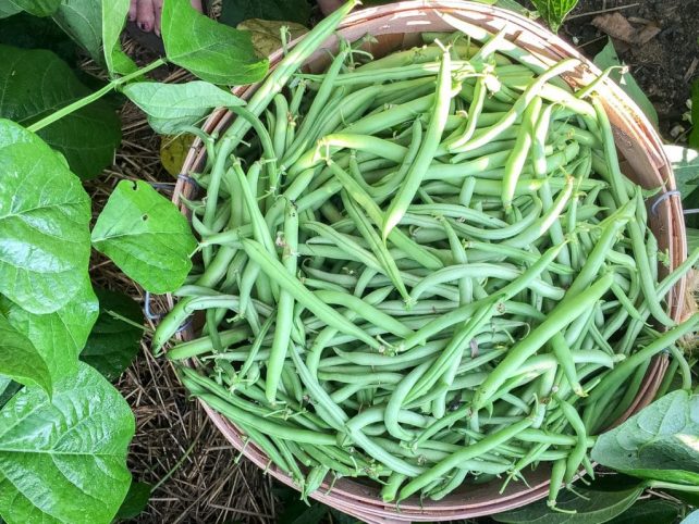 Want to grow enough vegetables to eat fresh and can? Maximize your garden space and increase yields with these 25 gardening tips to grow more in less space!