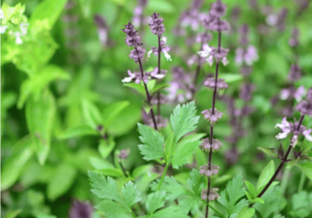 There are many herbs you could grow in your garden, but how to choose which ones? These tips will help beginner's choose what to plant in the herb garden.