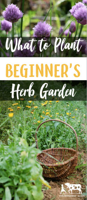 There are many herbs you could grow in your garden, but how to choose which ones? These tips will help beginner's choose what to plant in the herb garden.