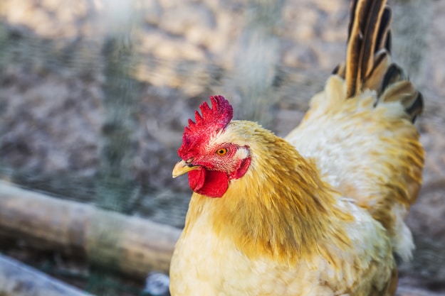 Free Chicken Feed Ideas