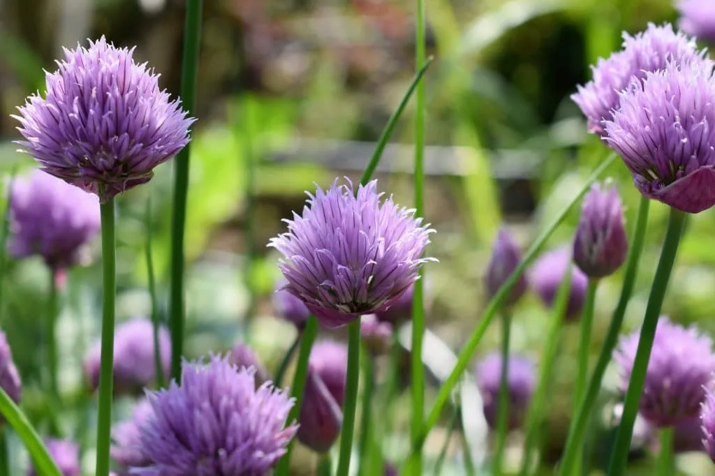 top of onion flower purple