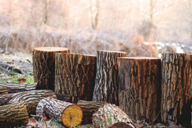 Want to put your skills to use and earn money homesteading? Here are over 100 side jobs you can do to make money off the land on a small farm.