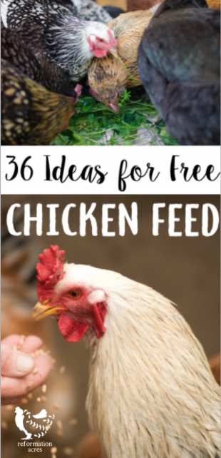36 Ideas for Free Chicken Feed