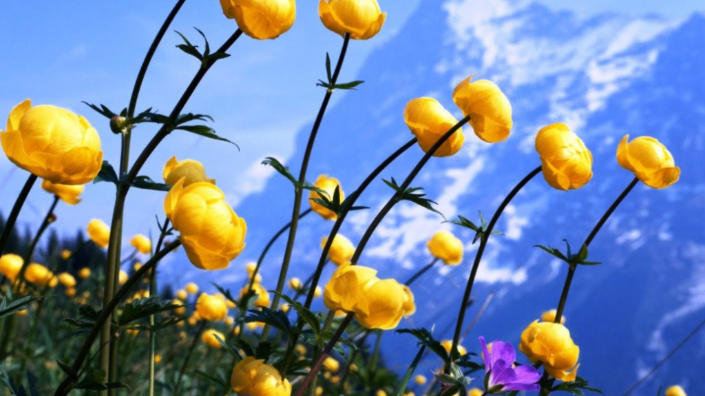 summer flowers