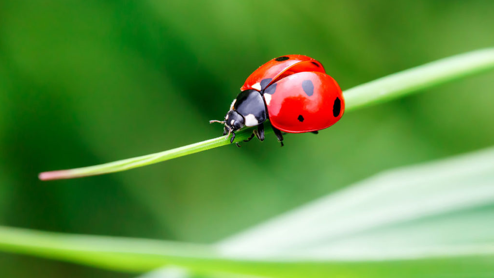 How to get rid of flies and other insects lady bug grass stem