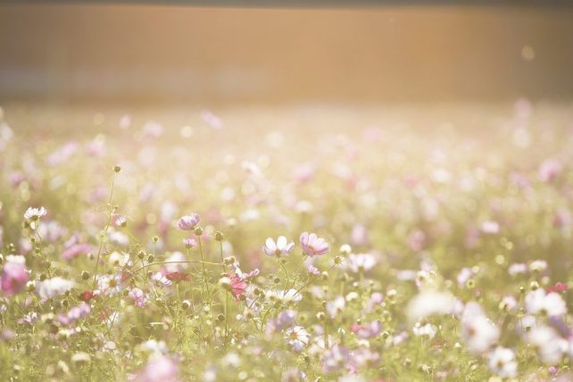 cosmos flowers