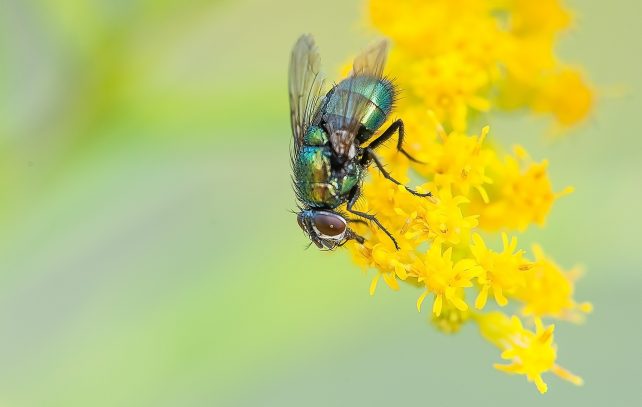 how to get rid of flies