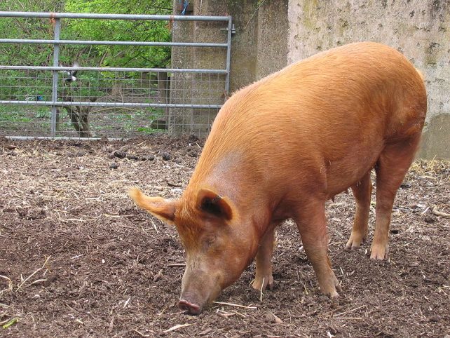 Tamworth Pig in pen
