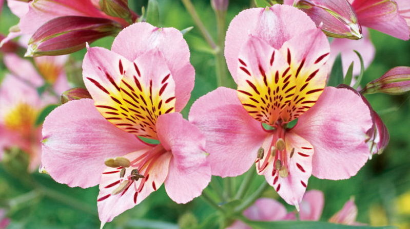 flowers