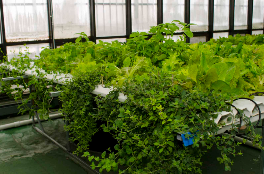 Hydroponic garden on a greenhouse garden