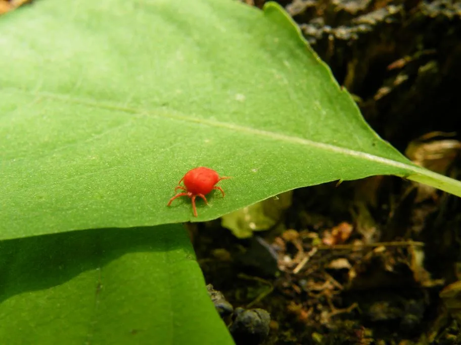 How To Get Rid Of Chiggers: Tips & Tricks