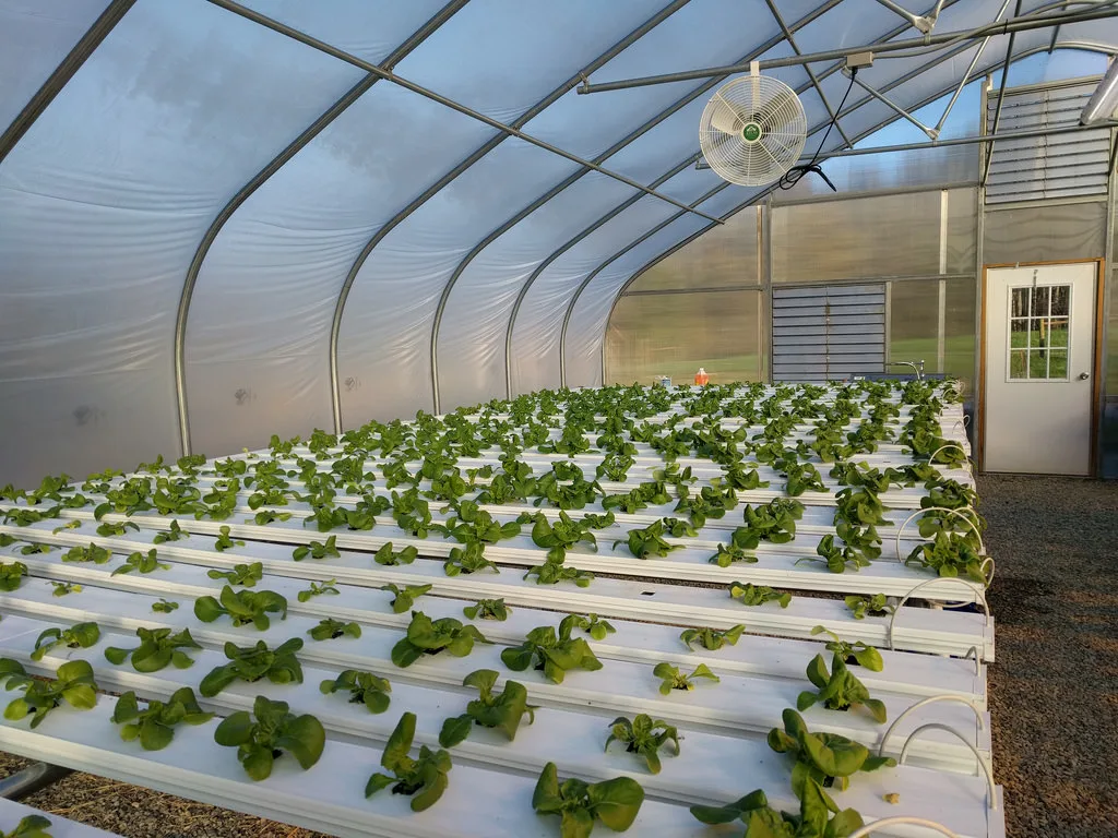 Hydroponic Garden