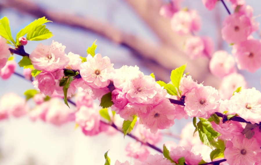 summer flowers