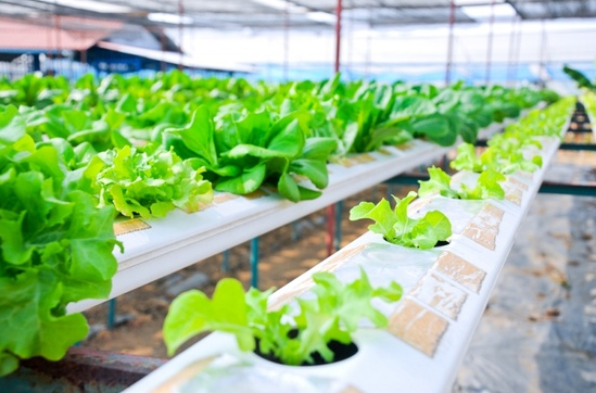 Hydroponic plants in a greenhouse garden