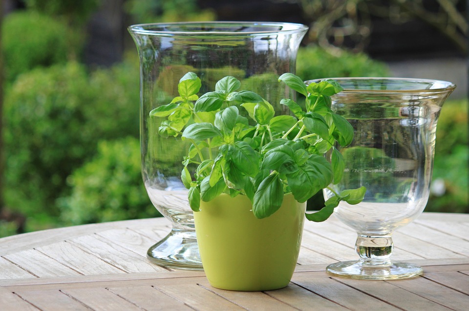 basil herb