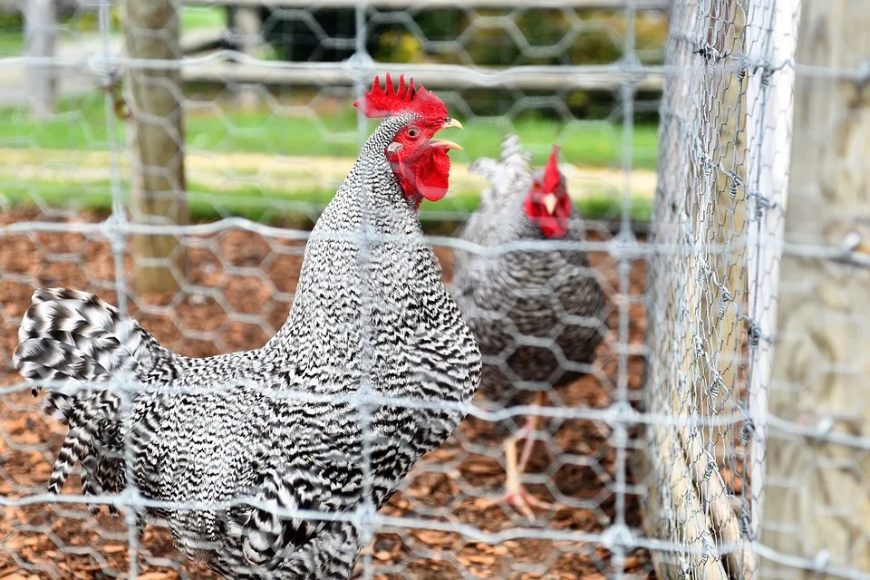 chickens in a chicken coop