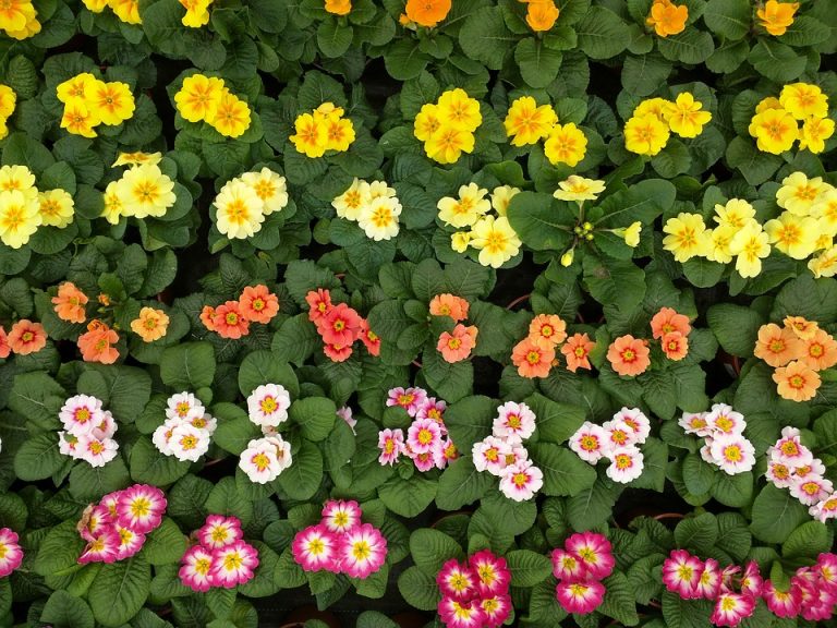 different kinds of flowers