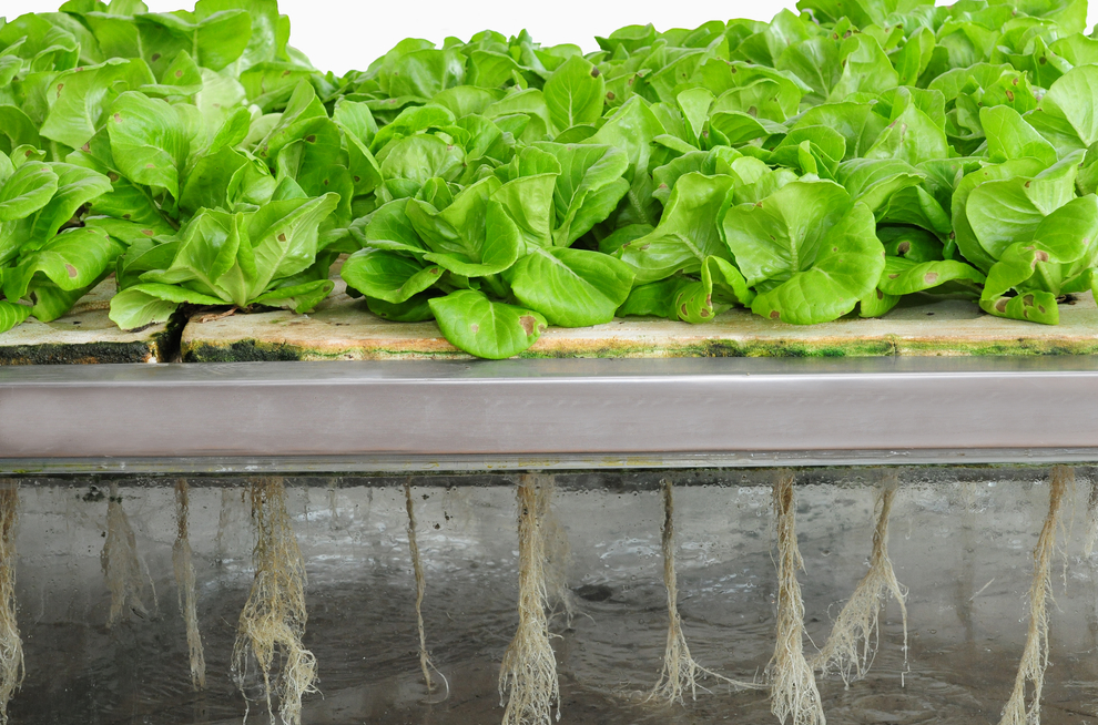 Hydroponic system