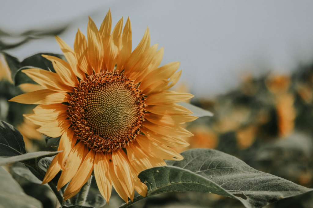 sunflower