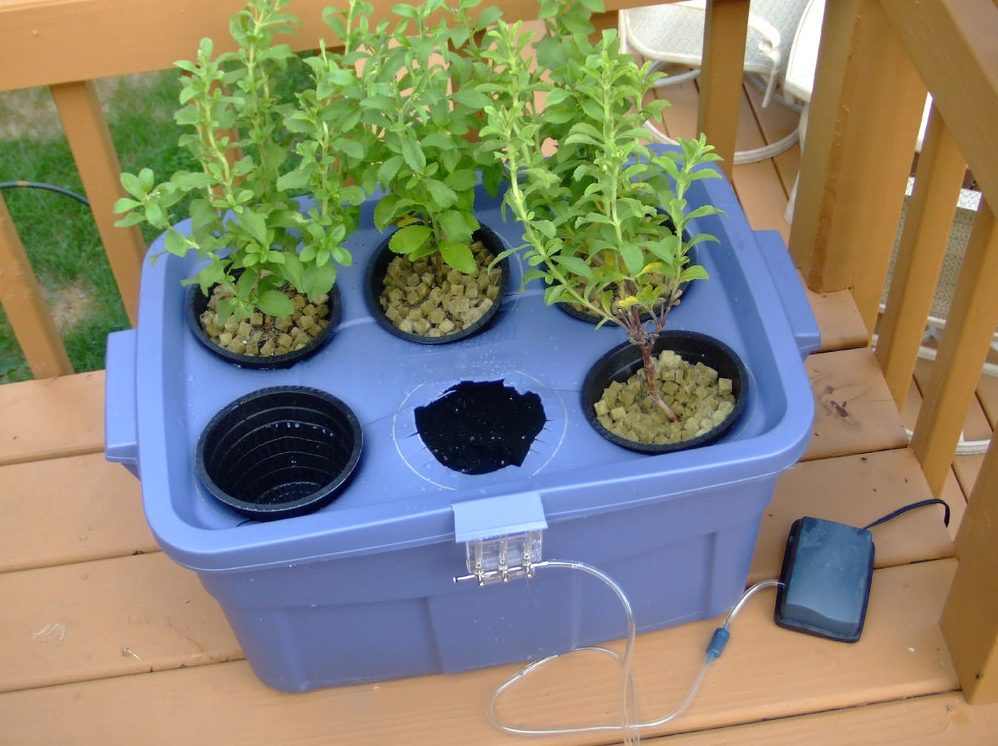 Hydroponic system in a blue container