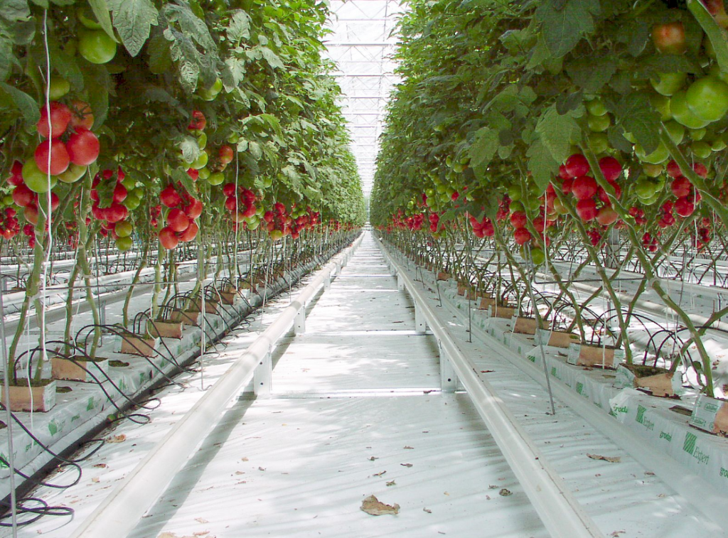 Hydroponic System
