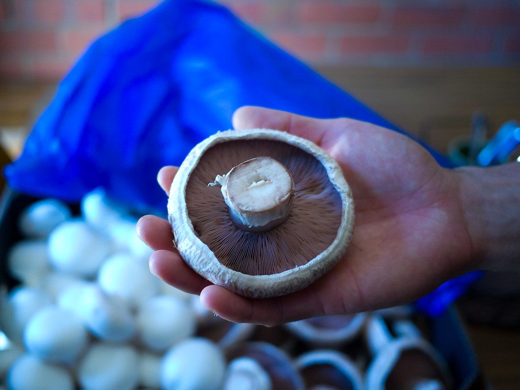 Mushrooms