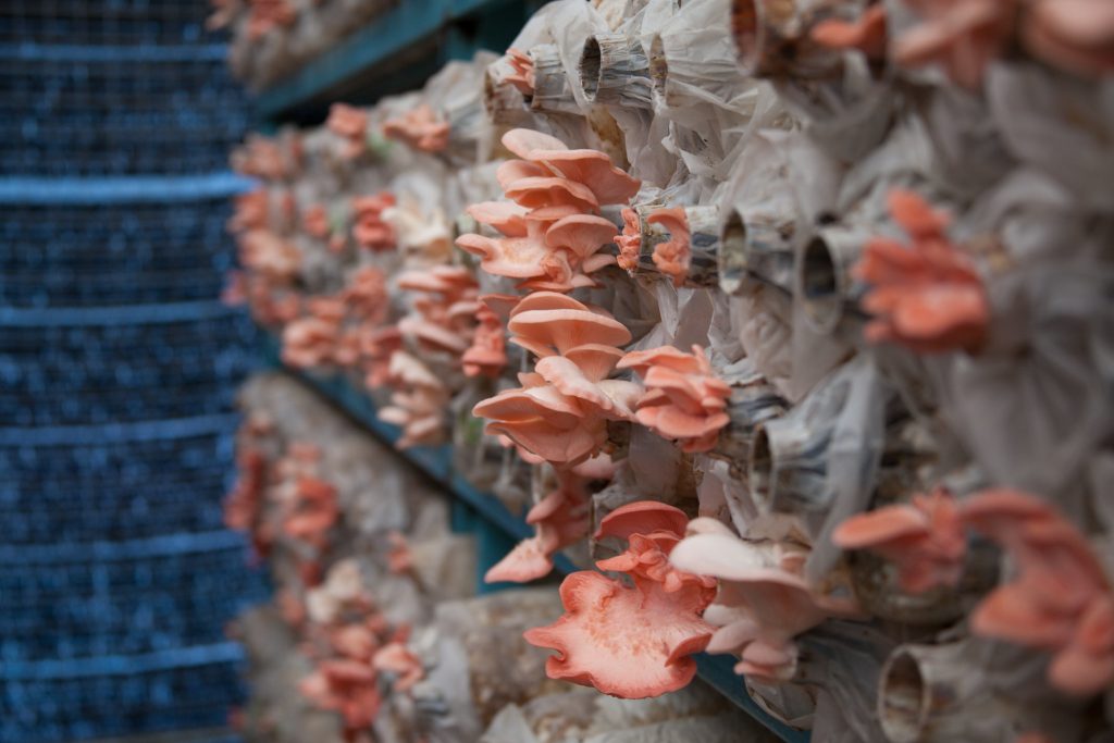 Mushrooms