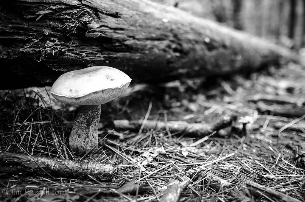 Mushrooms