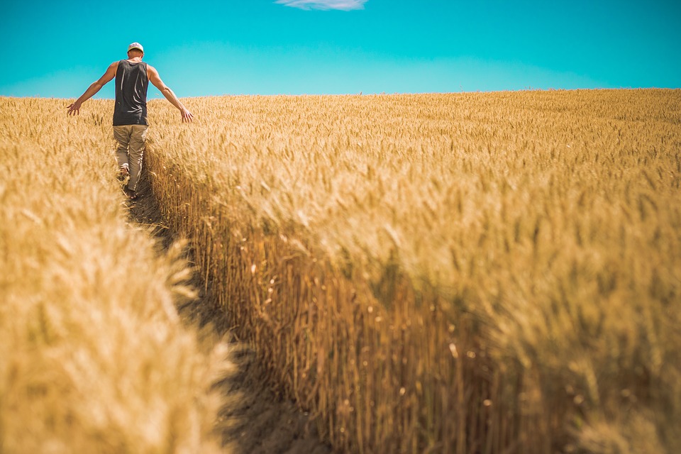 Man in a filed of hay
