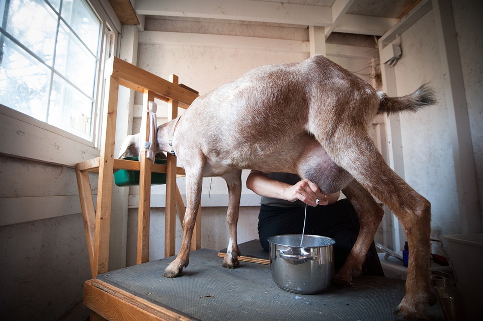 goat milking by hand