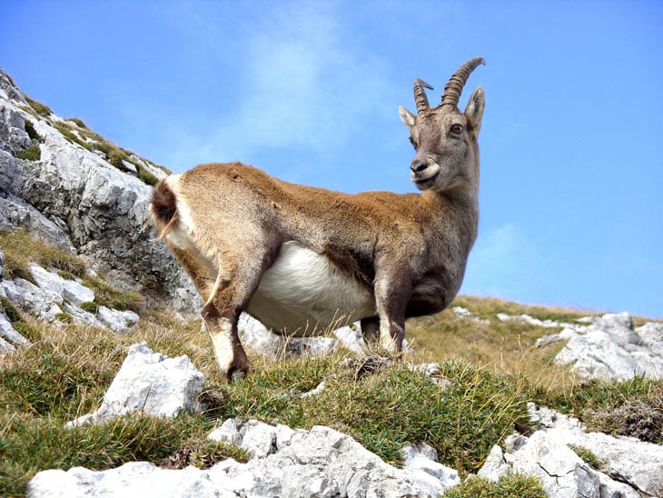 Dutch Landrace Goat