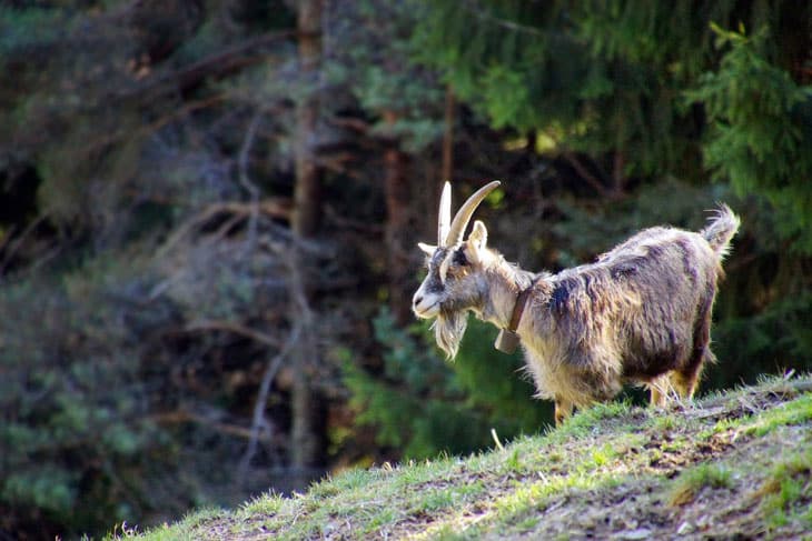 Jamnapari Goat