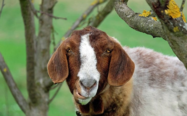 Lamancha Goat