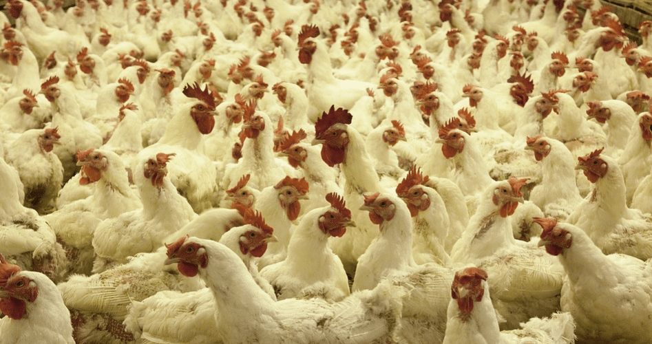 white chickens