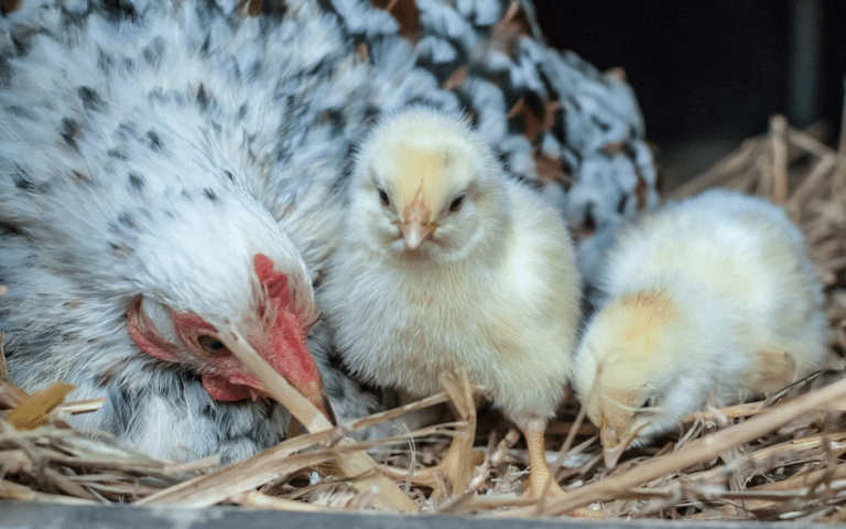 2 baby chicks and chicken