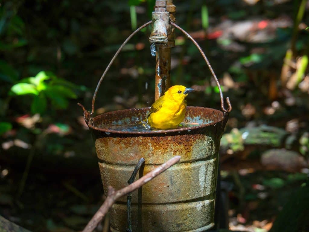 water bucket