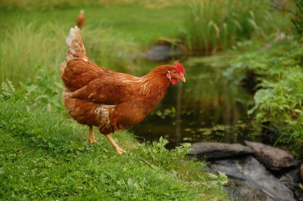 chicken