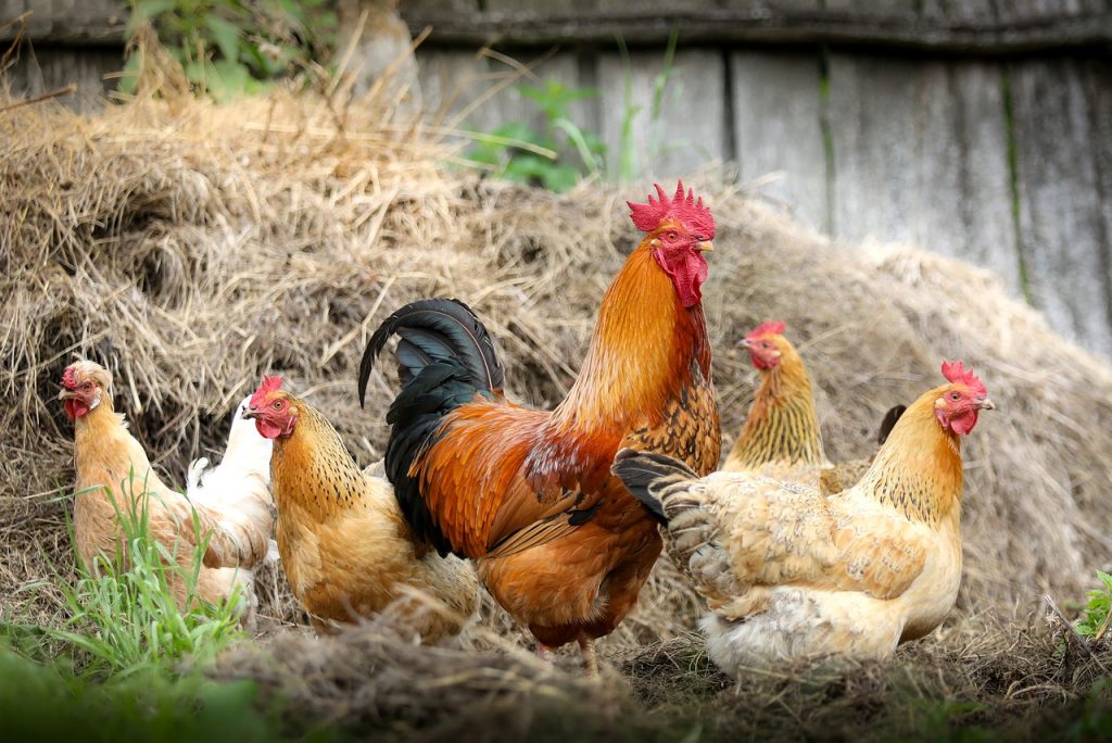 chickens on the farm