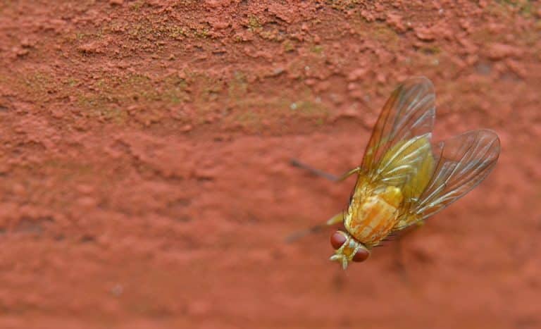 homemade fly trap